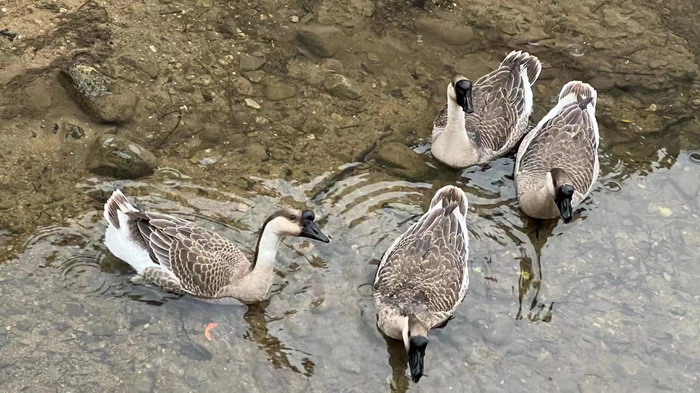 柏塘山茶酒肆合 茶產業電商模式再造 鹿湖溫泉似聖水 順縣留隍鎮 恒兒茶 恒兒的茶 酒肆街 酒肆街小酒館 酒肆街啤酒 酒世界紮啤 酒肆街精釀 四季酒肆 大健康 鄉村振興 多產業振興 高質量發展 人才振興 特色文旅小鎮 城市更新  新媒體 產業電商 四季康養產業  紅色文旅  非遺傳承 共同富裕 動能智庫 戴欣明 五邦集團  華明有 貴山行旅 上河行旅 歡樂上河 海水康養 酒肆街 四季康養特色文旅小鎮 單產業電商模式打造羅浮山茶產業 四季康養特色文旅小鎮 惠州籌建處揭牌儀 大灣區惠州的大健康產業升級  戴欣明工作室 蔡恒兒工