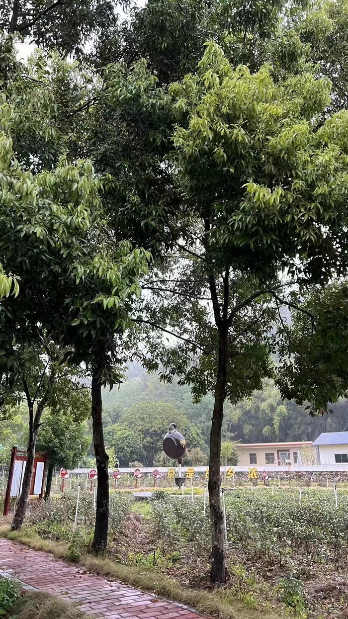 柏塘山茶酒肆合 茶產業電商模式再造 鹿湖溫泉似聖水 順縣留隍鎮 恒兒茶 恒兒的茶 酒肆街 酒肆街小酒館 酒肆街啤酒 酒世界紮啤 酒肆街精釀 四季酒肆 大健康 鄉村振興 多產業振興 高質量發展 人才振興 特色文旅小鎮 城市更新  新媒體 產業電商 四季康養產業  紅色文旅  非遺傳承 共同富裕 動能智庫 戴欣明 五邦集團  華明有 貴山行旅 上河行旅 歡樂上河 海水康養 酒肆街 四季康養特色文旅小鎮 單產業電商模式打造羅浮山茶產業 四季康養特色文旅小鎮 惠州籌建處揭牌儀 大灣區惠州的大健康產業升級  戴欣明工作室 蔡恒兒工