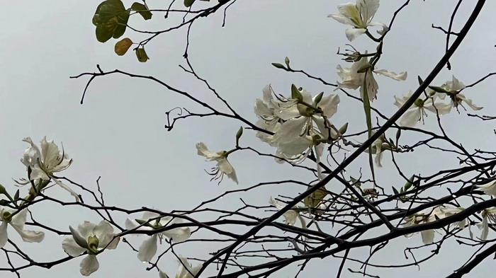 深圳的城中村 嶺南山重創四季 酒肆濁酒鼓樂席 柏塘山茶酒肆合 茶產業電商模式再造 上河行旅 惠州柏塘拾裏茶香品龍頭壹號 鹿湖溫泉似聖水 順縣留隍鎮 恒兒茶 恒兒的茶 酒肆街 酒肆街小酒館 酒肆街啤酒 酒世界紮啤 酒肆街精釀 四季酒肆 大健康 鄉村振興 多產業振興 高質量發展 人才振興 特色文旅小鎮 城市更新  新媒體 產業電商 四季康養產業  紅色文旅  非遺傳承 共同富裕 動能智庫 戴欣明 五邦集團  華明有 貴山行旅 上河行旅 歡樂上河 海水康養 酒肆街 四季康養特色文旅小鎮 單產業電商模式打造羅浮山