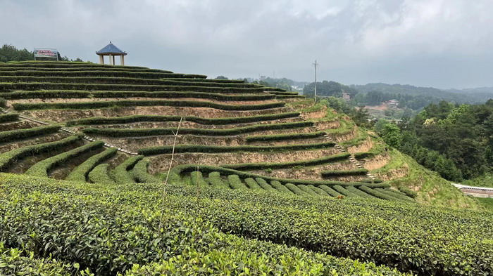 冷沙泉水乾豐茶 高山雲霧 永隆山麓上河來 冷沙泉水 南川乾豐鎮茶產業升級 前海四季康養管理（深圳）有限公司南川紀行 前海四季康養管理（深圳）有限公司總經理戴欣明兼首席戰略策劃 副總經理蔡恒兒一行在南川區城市投資集團對永隆山 《永隆上河》   四季康養南川緣  南川東街改造升級 南川區城市定位策劃 動能智庫，戴欣明工作室，深圳市前海動能投資有限公司戰略定位策劃的項目 《永隆上河》在重慶南川區金佛山麓永隆山上落地 永隆山上譜新曲 紅色文旅小鎮合作三合一模式 風過南川留藥香 公務南川出南粵 四季康養文旅小鎮落地惠州 《貴山行旅》、《上河